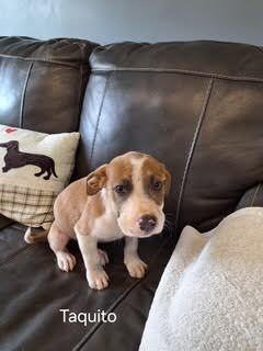 Taquito Catahoula Leopard Dog Dog