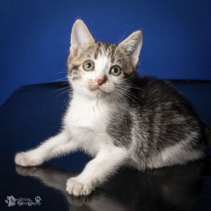 Astrology Domestic Short Hair Cat