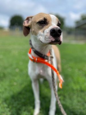 Dixie Boxer Dog