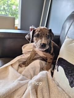 Pico Catahoula Leopard Dog Dog