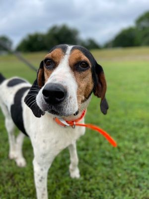 Lola Hound Dog