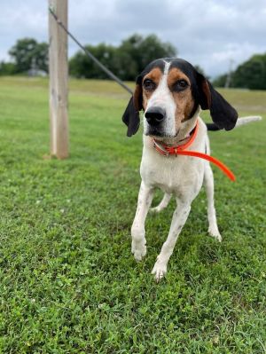 Meet Lola Lola is a sweet 5-year-old Treeing Walker Coonhound who weighs 49 pounds She came to the