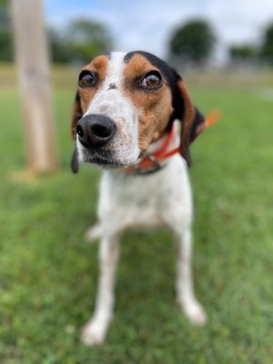 Queen Treeing Walker Coonhound Dog