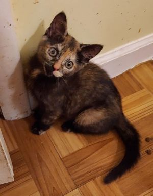 Marina, Baby Female Domestic Short Hair