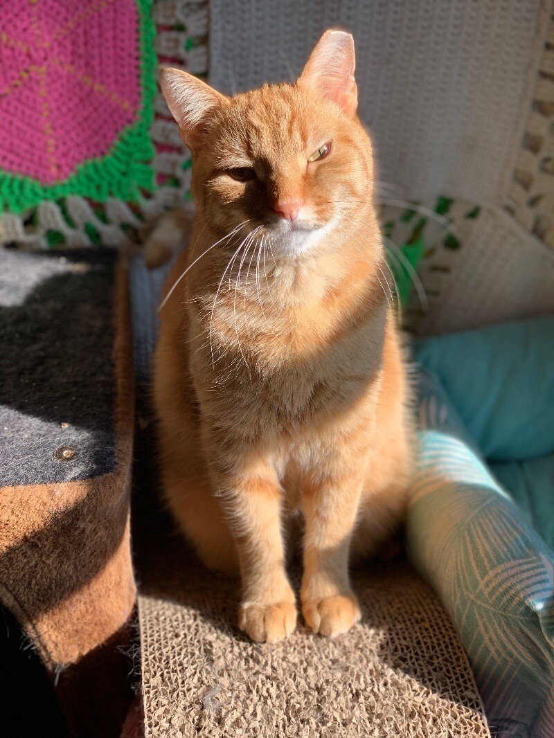 Julius