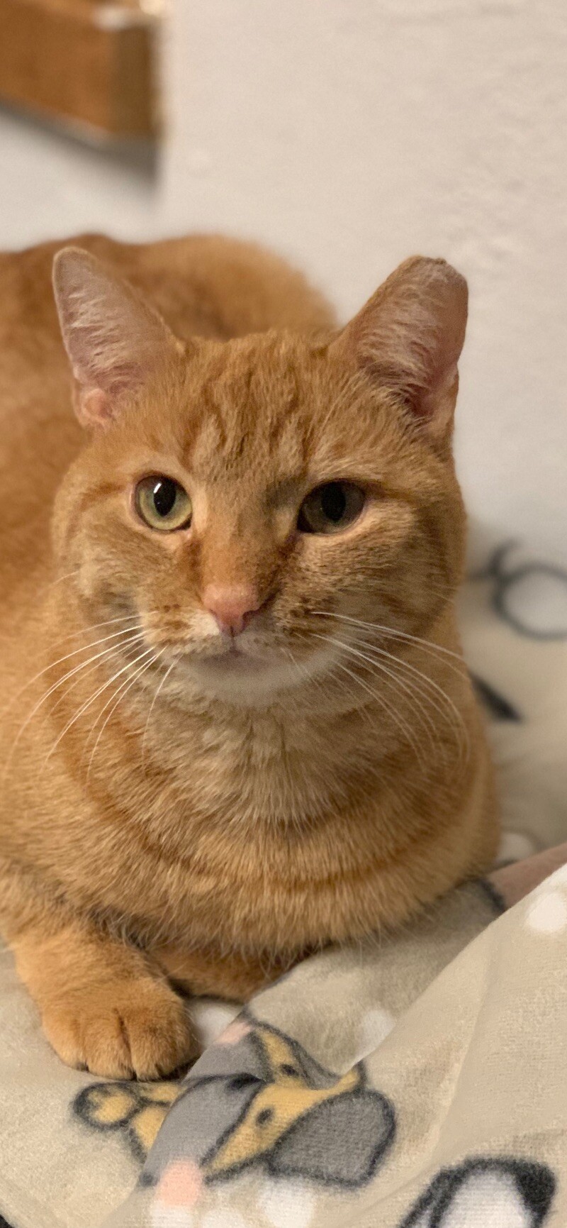Julius