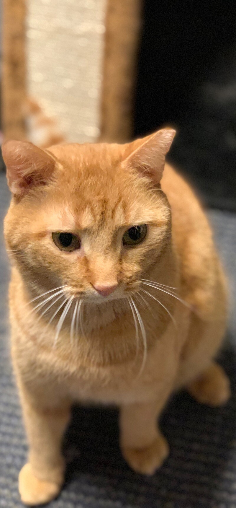 Julius