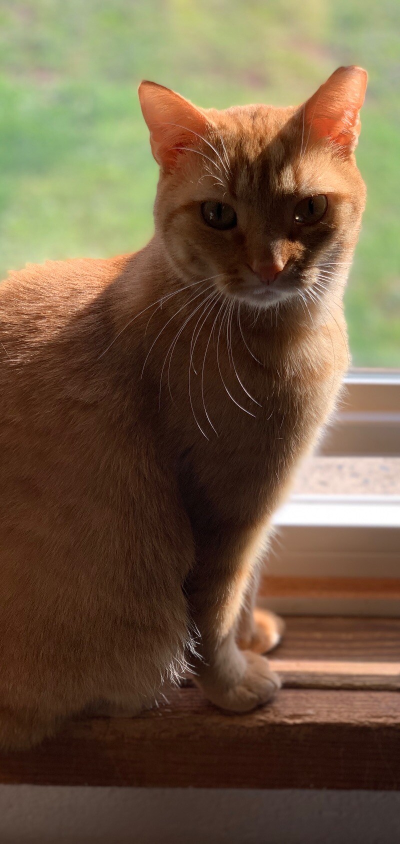 Julius