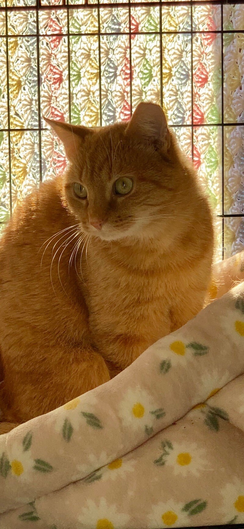 Julius