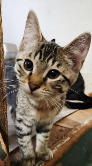Vishnu, Young Male Domestic Short Hair