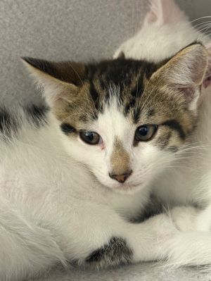 Cricket, Young Male Domestic Short Hair