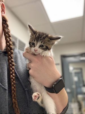 McChicken, Young Male Domestic Short Hair