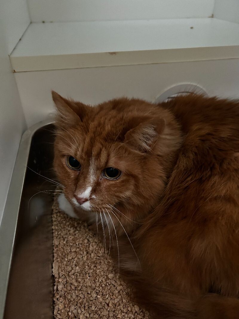 Mattie, an adoptable Domestic Long Hair in Haines, AK, 99827 | Photo Image 1