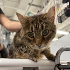 Bella Domestic Short Hair Cat