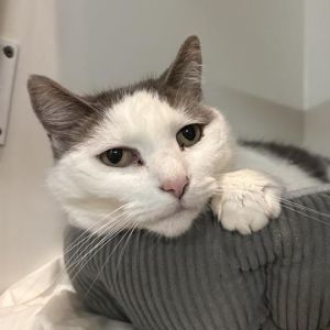Pearl Domestic Short Hair Cat
