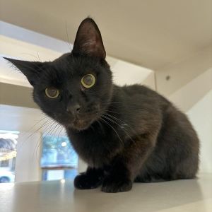Zorro Domestic Short Hair Cat