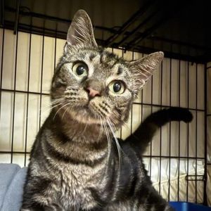 Queenie Domestic Short Hair Cat