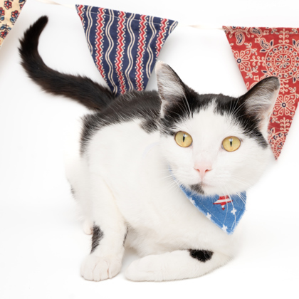 Lavender, an adoptable Domestic Short Hair in Caldwell, ID, 83607 | Photo Image 1
