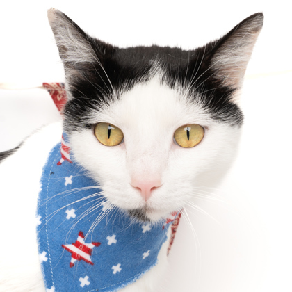 Lavender, an adoptable Domestic Short Hair in Caldwell, ID, 83607 | Photo Image 2