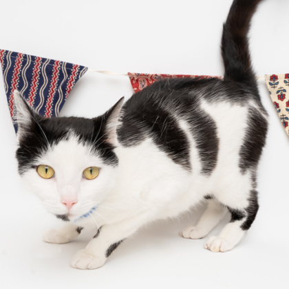 Lavender, an adoptable Domestic Short Hair in Caldwell, ID, 83607 | Photo Image 3