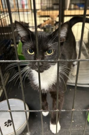 Athena, Adult Female Domestic Medium Hair