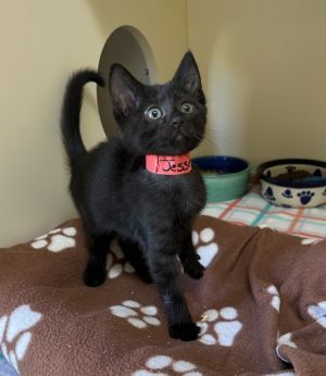 Jesse Domestic Short Hair Cat