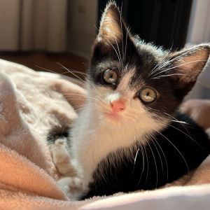 Omar- OKC, Baby Male Domestic Short Hair