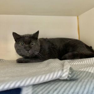 Pyro, Adult Male Domestic Long Hair