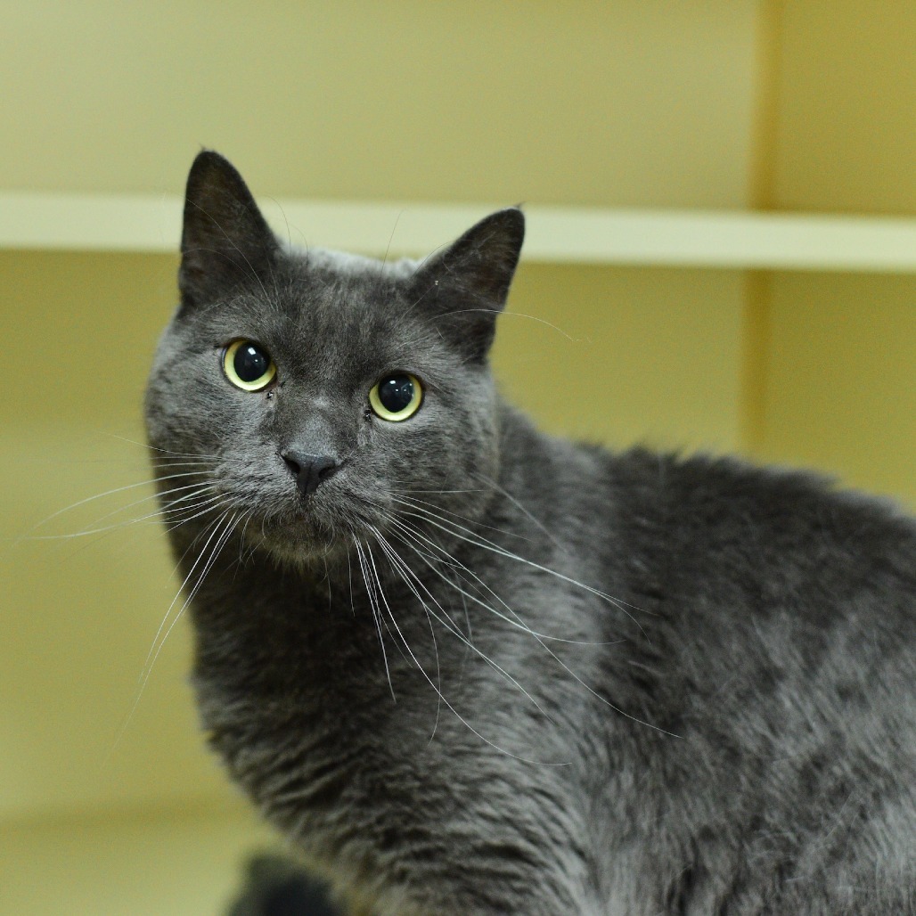 Kai, an adoptable Domestic Short Hair in Idaho Falls, ID, 83402 | Photo Image 1