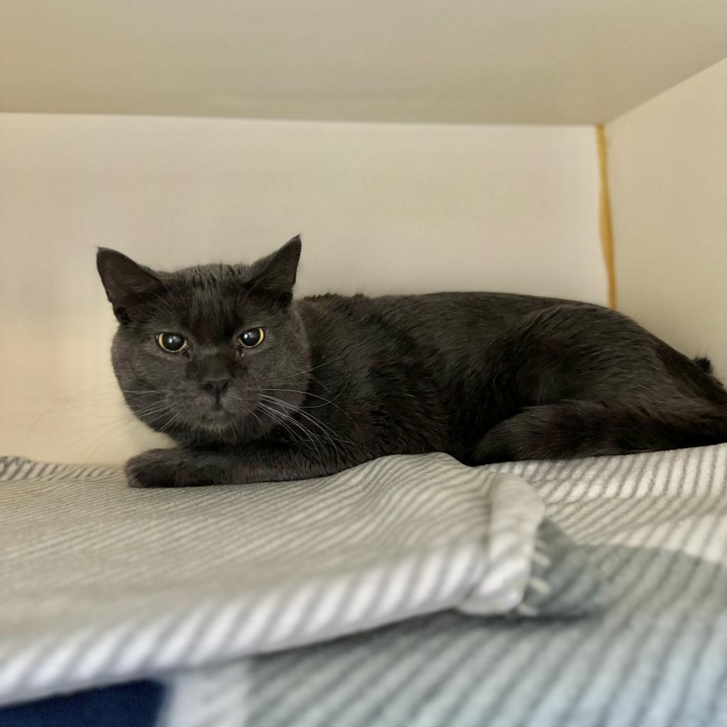 Kai, an adoptable Domestic Short Hair in Idaho Falls, ID, 83402 | Photo Image 2
