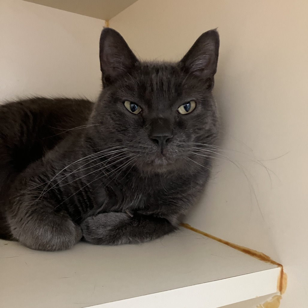Kai, an adoptable Domestic Short Hair in Idaho Falls, ID, 83402 | Photo Image 3