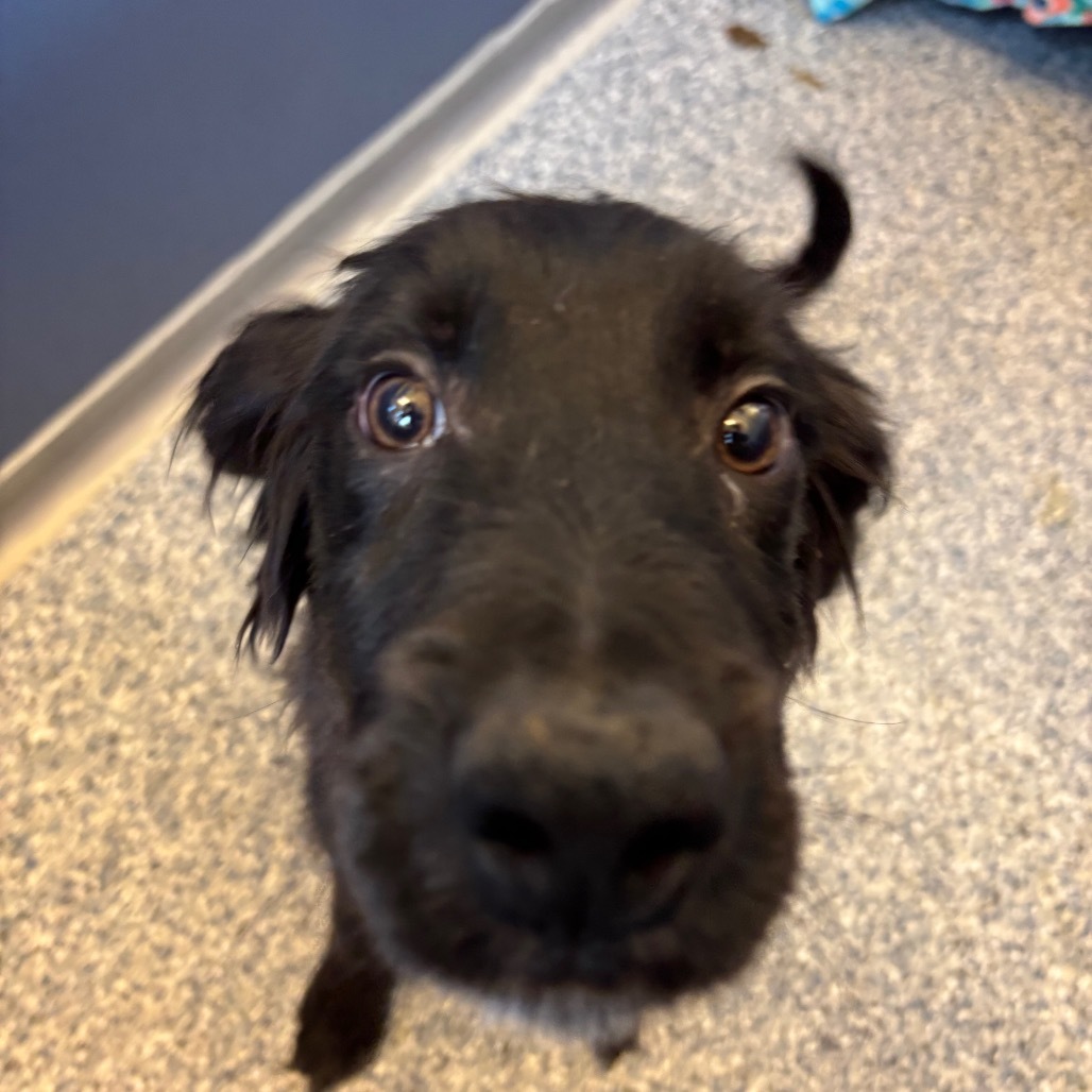 Hereford, an adoptable Border Collie, Mixed Breed in Great Falls, MT, 59404 | Photo Image 1