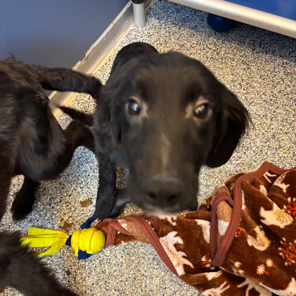 Angus, an adoptable Border Collie, Mixed Breed in Great Falls, MT, 59404 | Photo Image 1