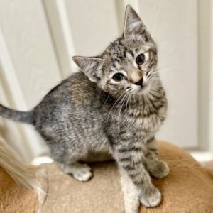 Prell Tabby Cat