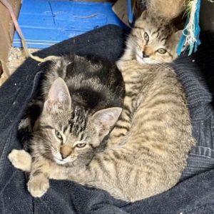 Jojoba Tabby Cat