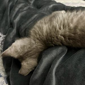 Harrison Ford Tabby Cat
