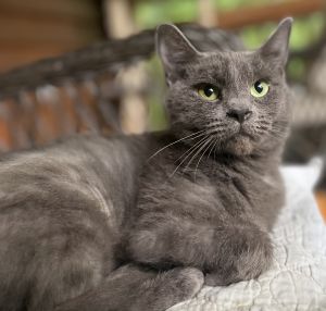 Punch Russian Blue Cat