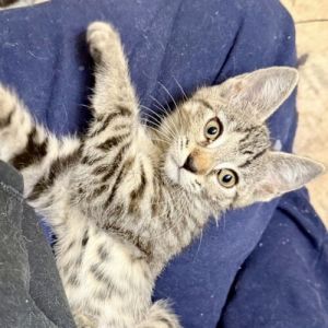 Jhirmack Tabby Cat