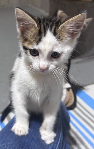 Rook is a beautiful little boy full of kitten energy He loves people other cats and has been aroun