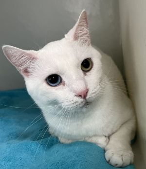 Trouble, Adult Male Domestic Short Hair