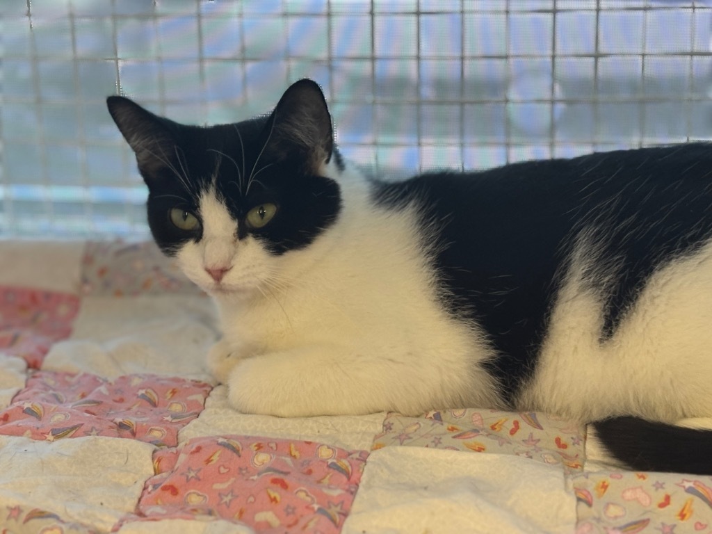 Cassie Dedham, an adoptable Domestic Short Hair in Gorham, ME, 04038 | Photo Image 1