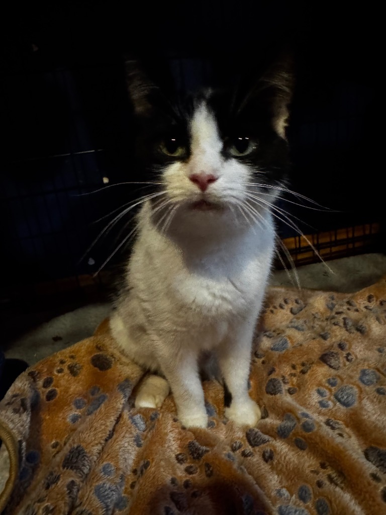 Cassie Dedham, an adoptable Domestic Short Hair in Gorham, ME, 04038 | Photo Image 2