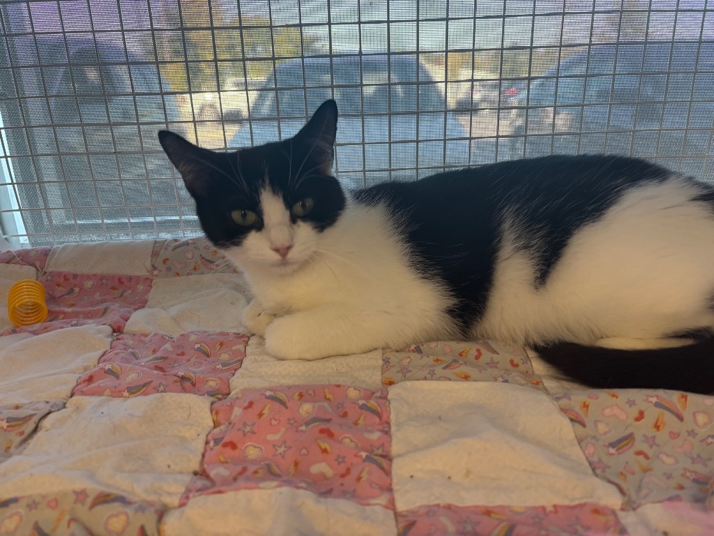 Cassie Dedham, an adoptable Domestic Short Hair in Gorham, ME, 04038 | Photo Image 3