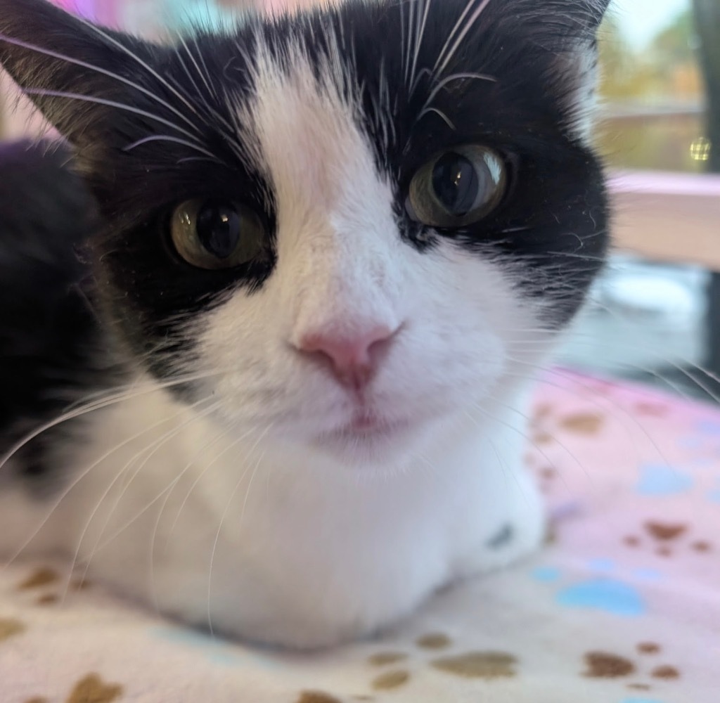 Cassie Dedham, an adoptable Domestic Short Hair in Gorham, ME, 04038 | Photo Image 4