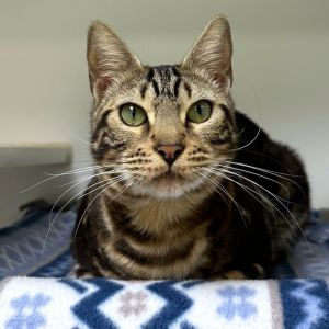 Merida Bengal Cat