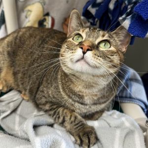 Fiona Domestic Short Hair Cat