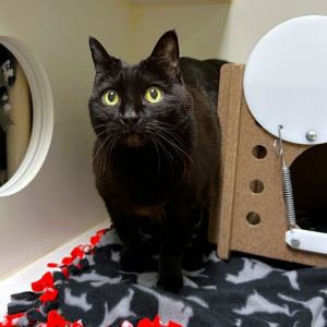 Lilo Domestic Short Hair Cat