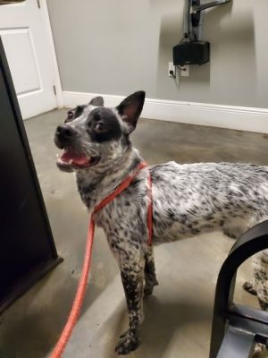 Brian Australian Cattle Dog / Blue Heeler Dog