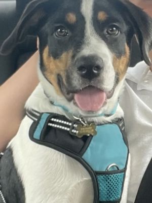 Perseus IN FOSTER Rottweiler Dog