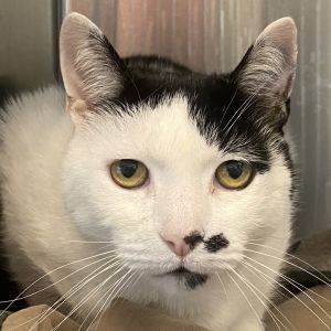 Max, Senior Male Domestic Short Hair